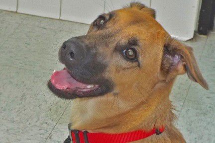 Adopt a friend: Peri